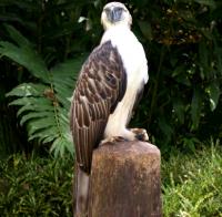 Great Philippine Eagle